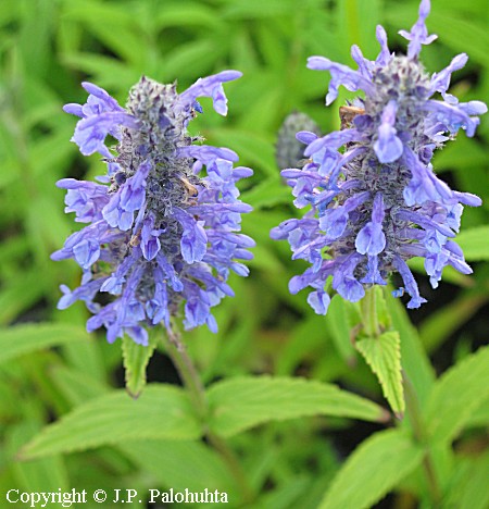 Nepeta nervosa, thkkissanminttu